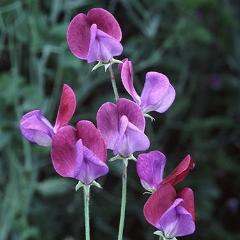 Sweet Pea Cupani's Original - Renee's Garden