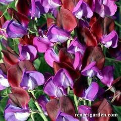 Sweet Pea Cupani's Original - Renee's Garden