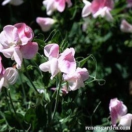 Sweet Pea Cupid - Renee's Garden Seeds