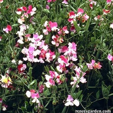 Sweet Pea Cupid - Renee's Garden Seeds