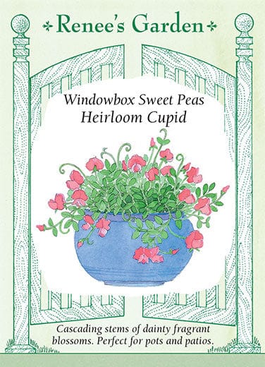 Sweet Pea Cupid - Renee's Garden Seeds