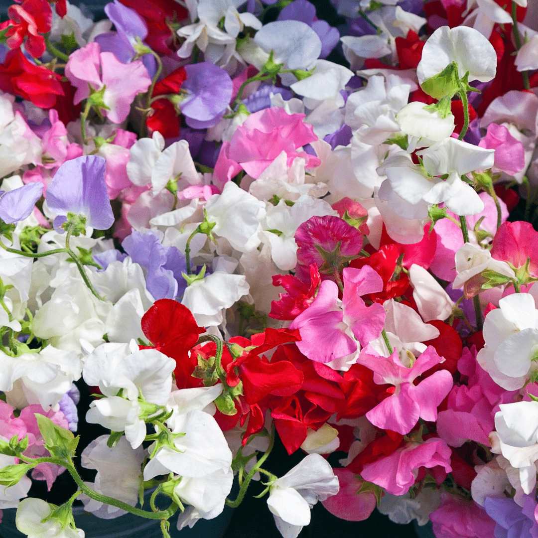 Sweet Pea Cuthbertson Mixed - Mr. Fothergill's