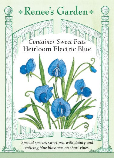 Sweet Pea Electric Blue - Renee's Garden Seeds