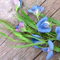 Sweet Pea Electric Blue - Renee's Garden