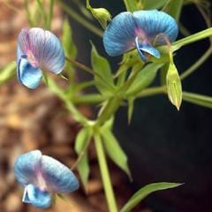 Sweet Pea Electric Blue - Renee's Garden