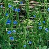 Sweet Pea Electric Blue - Renee's Garden