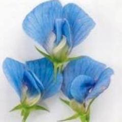 Sweet Pea Electric Blue - Renee's Garden