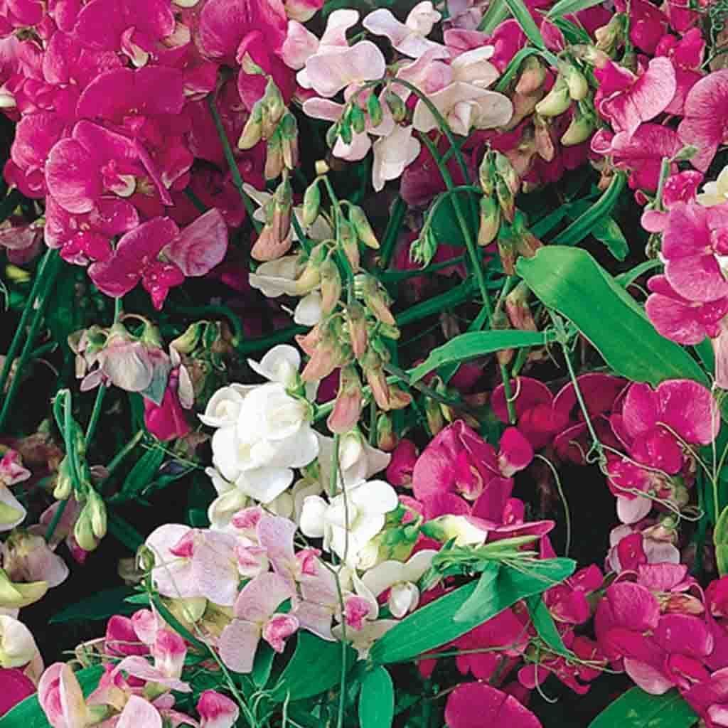 Sweet Pea Everlasting - McKenzie Seeds