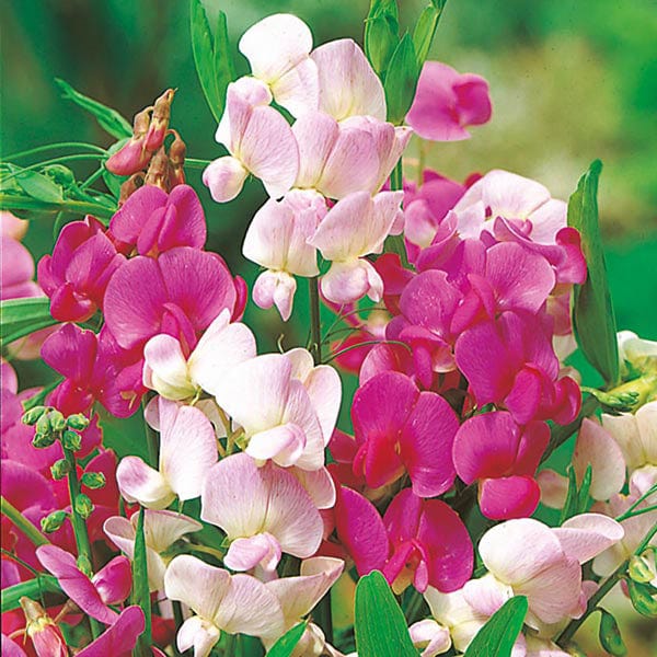 Sweet Pea Everlasting Mixed