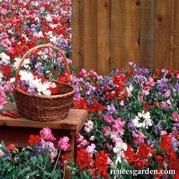 Sweet Pea Explorer Mix - Renee's Garden Seeds