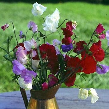 Sweet Pea Explorer Mix - Renee's Garden Seeds