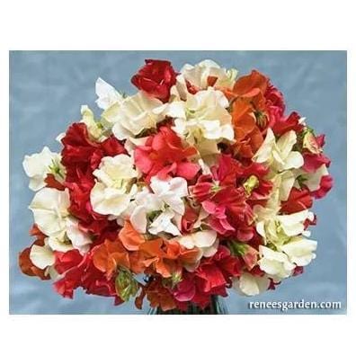 renee's garden sweet pea seeds Sweet Pea Fire & Ice