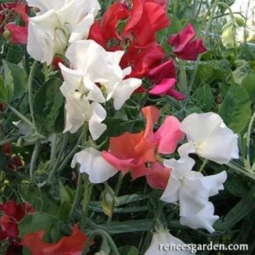 Sweet Pea Fire & Ice - Renee's Garden