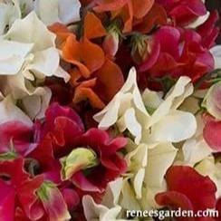 Sweet Pea Fire & Ice - Renee's Garden