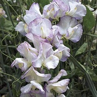 Sweet Pea High Scent - Burpee Seeds