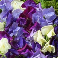 Sweet Pea Jewels of Albion - Renee's Garden