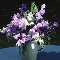 Sweet Pea Jewels of Albion - Renee's Garden