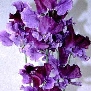 Sweet Pea North Shore - Renee's Garden Seeds