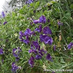 Sweet Pea North Shore - Renee's Garden Seeds