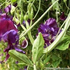 Sweet Pea North Shore - Renee's Garden Seeds