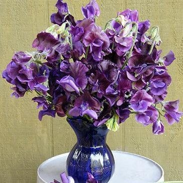 Sweet Pea North Shore - Renee's Garden Seeds