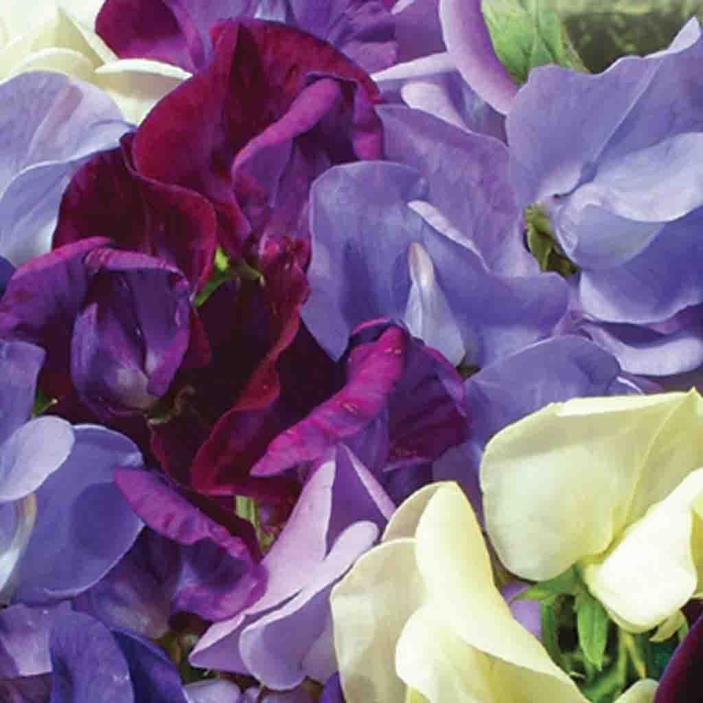 Sweet Pea Ocean Foam - McKenzie Seeds 