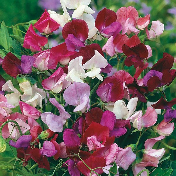Sweet Pea Old Spice Mix - Mr. Fothergill's Seeds