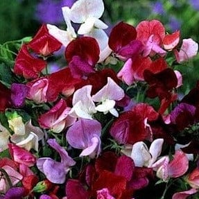 Sweet Pea Old Spice Mix - Cornucopia Seeds CS 
