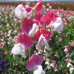 Sweet Pea Painted Lady - Renee's Garden