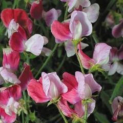 Sweet Pea Painted Lady - Renee's Garden