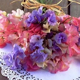 Sweet Pea Pastel Sunset - Renee's Garden Seeds