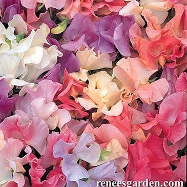 Sweet Pea Pastel Sunset - Renee's Garden Seeds