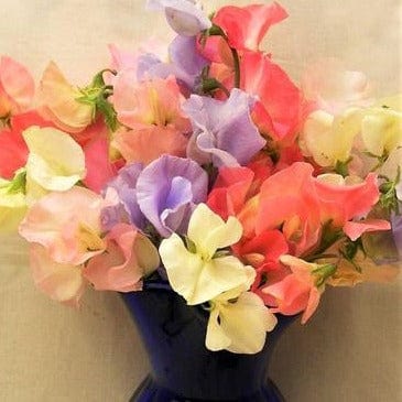 Sweet Pea Pastel Sunset - Renee's Garden Seeds