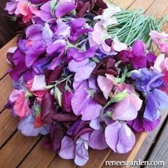 Sweet Pea Perfume Delight - Renee's Garden