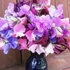 Sweet Pea Perfume Delight - Renee's Garden