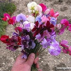 Sweet Pea Perfume Delight - Renee's Garden