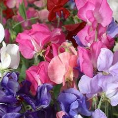 Sweet Pea Perfume Delight - Renee's Garden