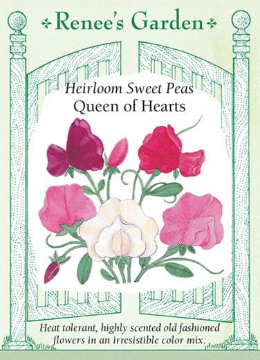 Sweet Pea Queen of Hearts - Renee's Garden Seeds