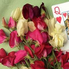 Sweet Pea Queen of Hearts - Renee's Garden