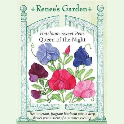 Sweet Pea Queen of Night - Renee's Garden Seeds