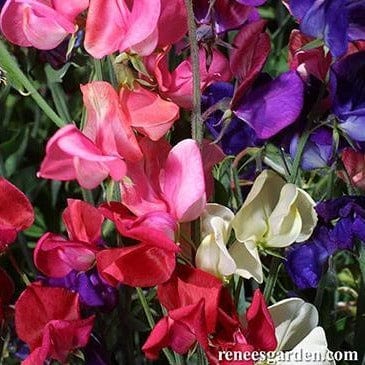 Sweet Pea Queen of Night - Renee's Garden Seeds