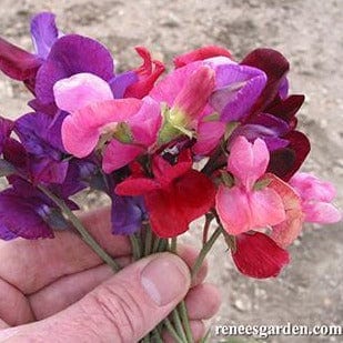 Sweet Pea Queen of Night - Renee's Garden Seeds