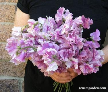 Sweet Pea Raspberry Twirls - Renee's Garden