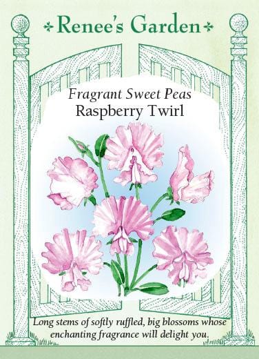 Sweet Pea Raspberry Twirls - Renee's Garden