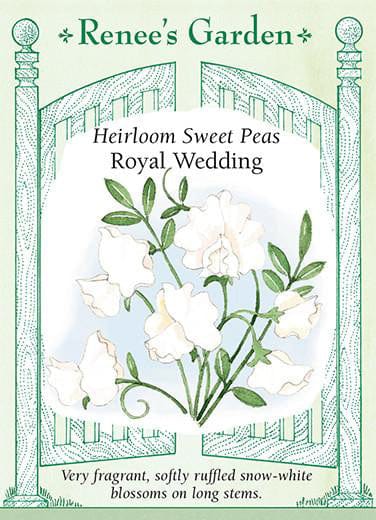 Sweet Pea Royal Wedding - Renee's Garden Seeds