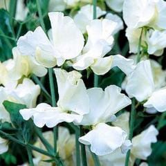 Sweet Pea Royal Wedding - Renee's Garden