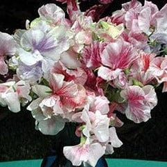 Sweet Pea Saltwater Taffy - Renee's Garden Seeds