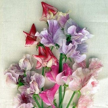 Sweet Pea Saltwater Taffy - Renee's Garden Seeds