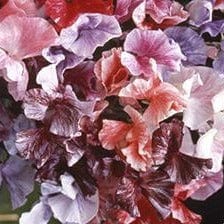 Sweet Pea Saltwater Taffy - Renee's Garden Seeds