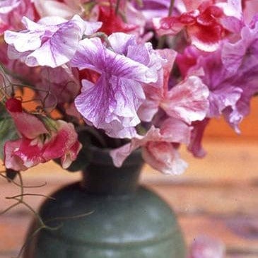 renee's garden sweet pea seeds Sweet Pea Saltwater Taffy Swirls